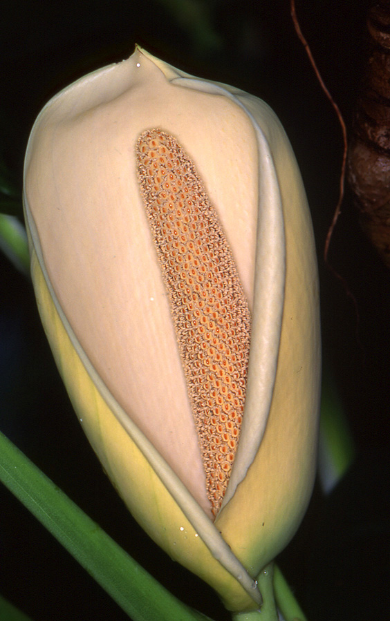 Monstera lechleriana