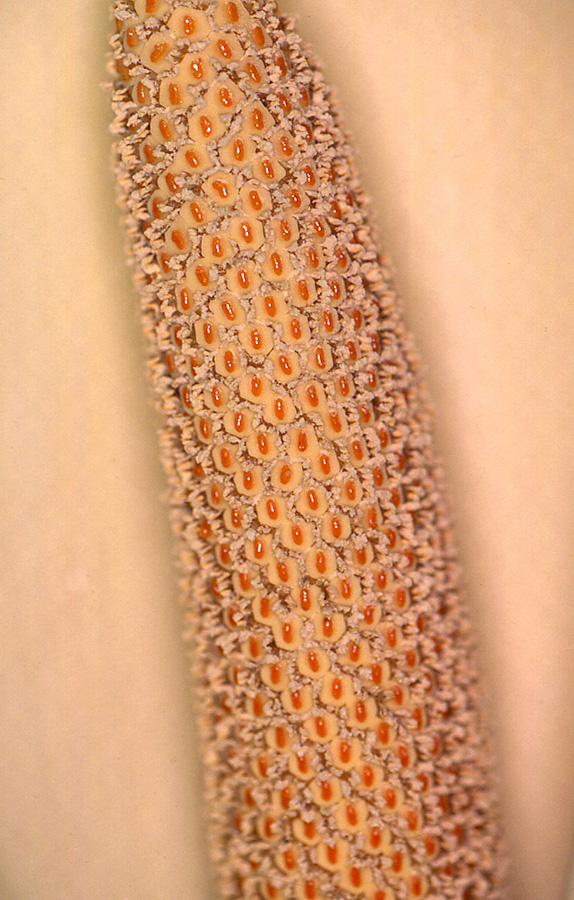 Monstera lechleriana
