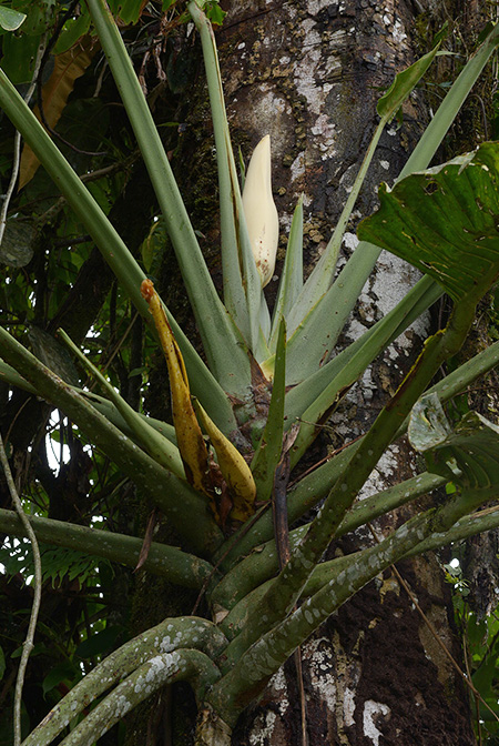 Monstera lechleriana
