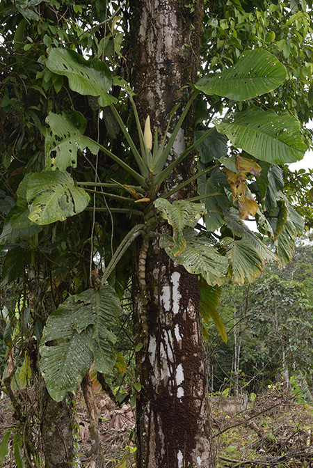 Monstera lechleriana