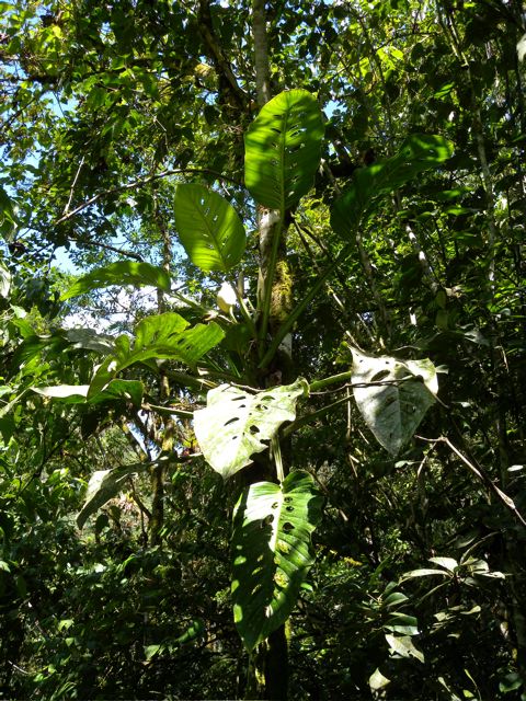 Monstera lechleriana