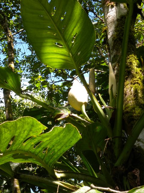 Monstera lechleriana