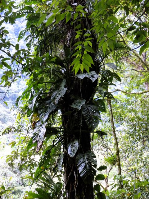 Monstera lechleriana