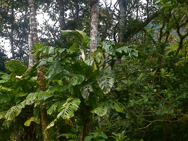 Monstera lechleriana