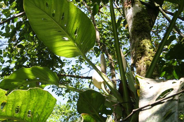 Monstera lechleriana