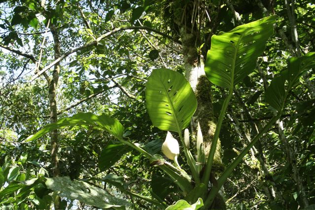 Monstera lechleriana