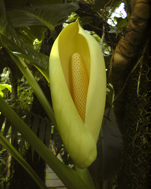 Monstera lechleriana