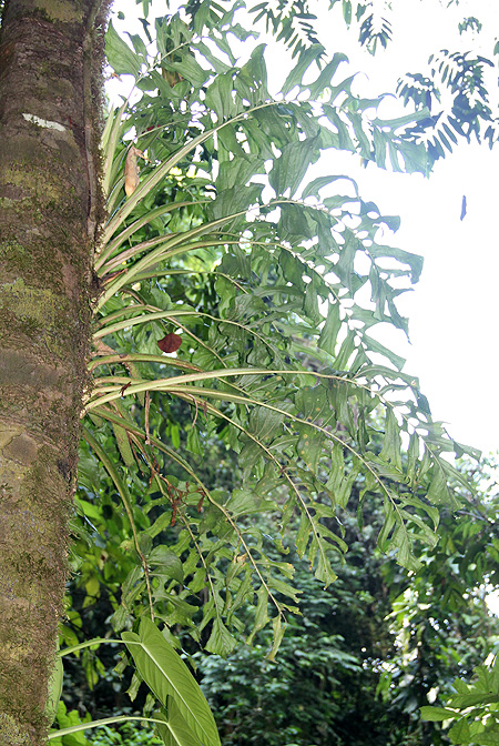 Monstera membranacea