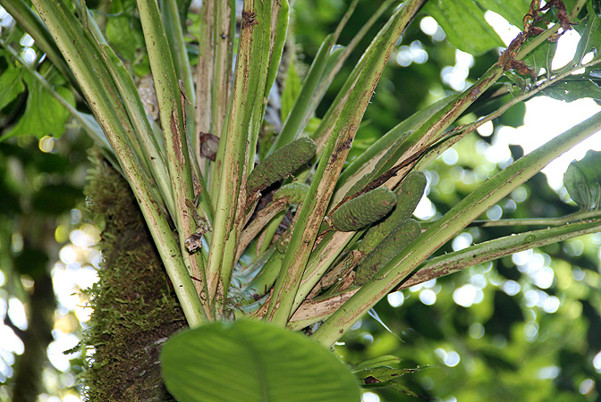 Monstera membranacea