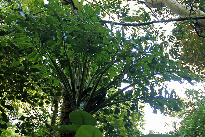 Monstera membranacea