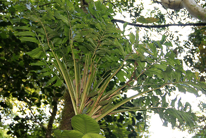 Monstera membranacea