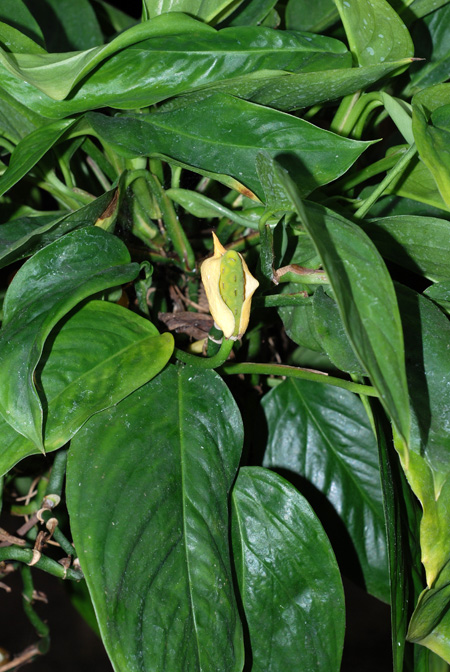 Monstera obliqua