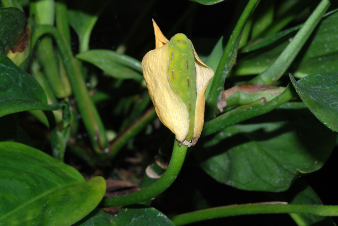 Monstera obliqua