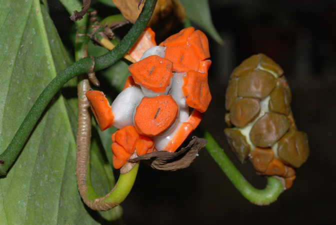 Monstera obliqua