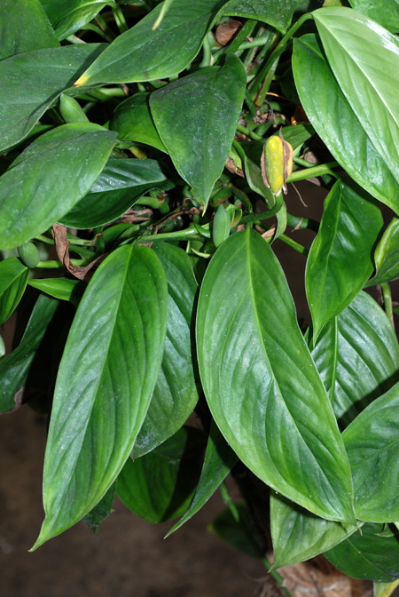 Monstera obliqua