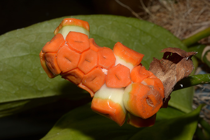 Monstera obliqua