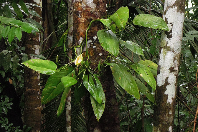 Monstera obliqua