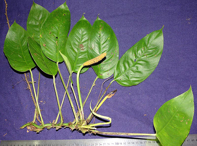 Monstera obliqua