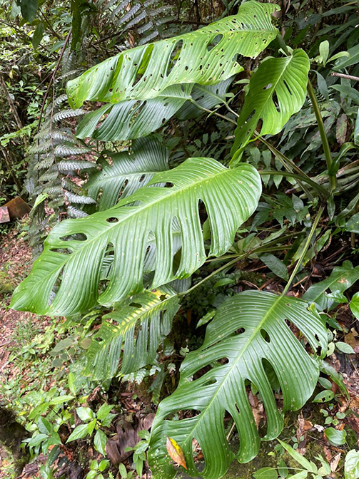 Monstera oreophila