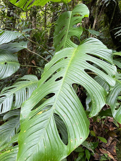 Monstera oreophila
