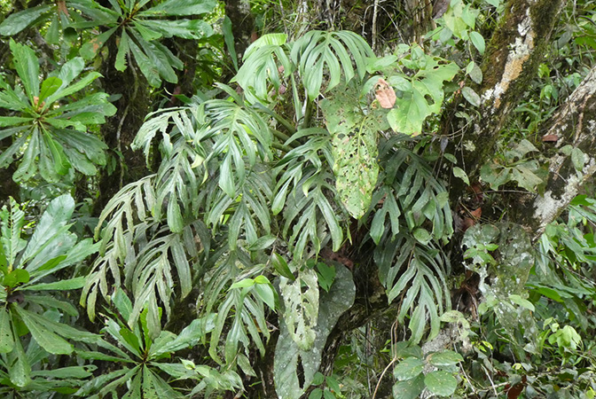 Monstera pinnatipartita