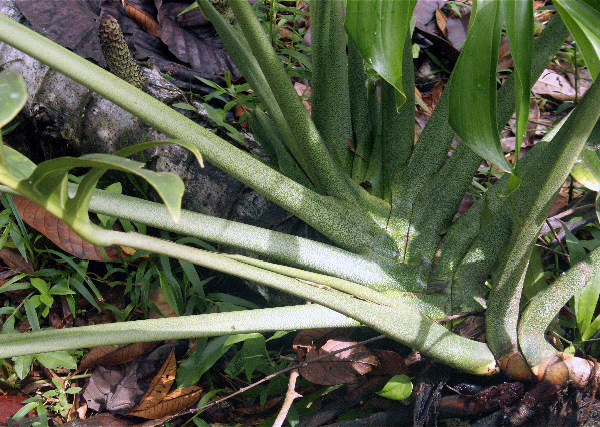 Monstera pinnatipartita