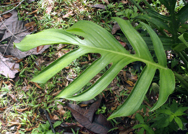 Monstera pinnatipartita