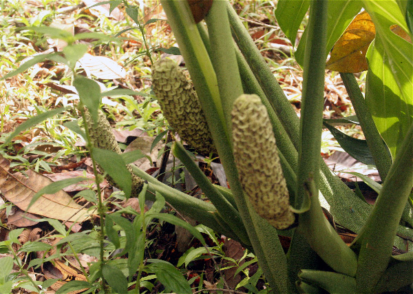 Monstera pinnatipartita