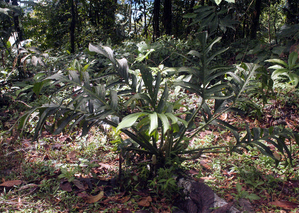Monstera pinnatipartita