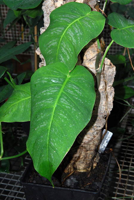 Monstera punctulata