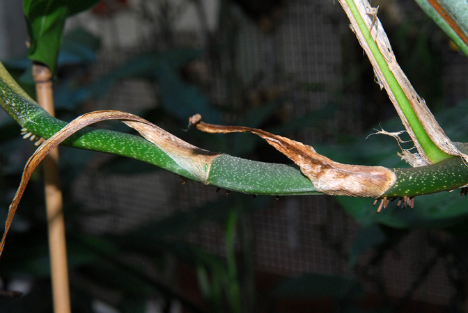 Monstera punctulata