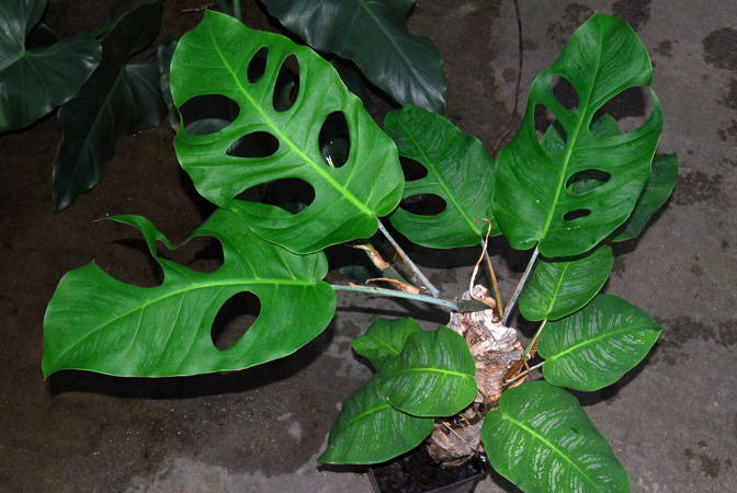 Monstera punctulata