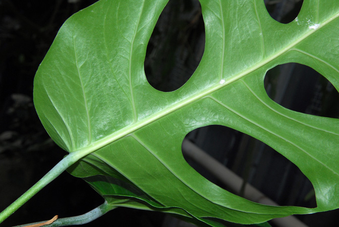 Monstera punctulata