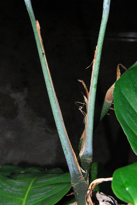 Monstera punctulata