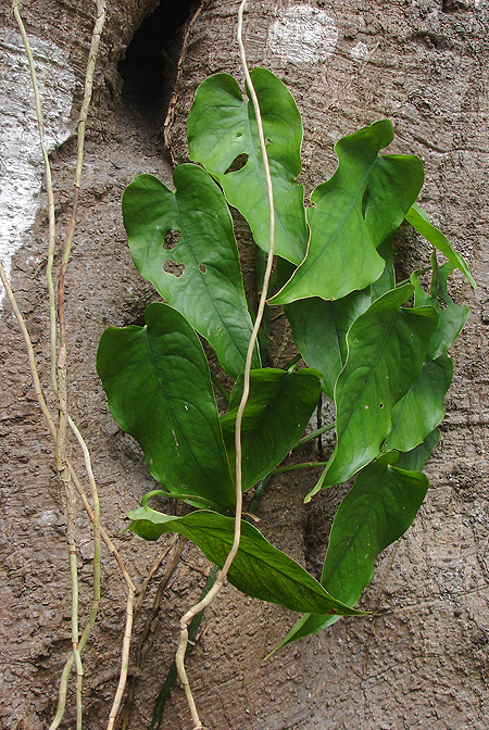 Monstera siltepecana