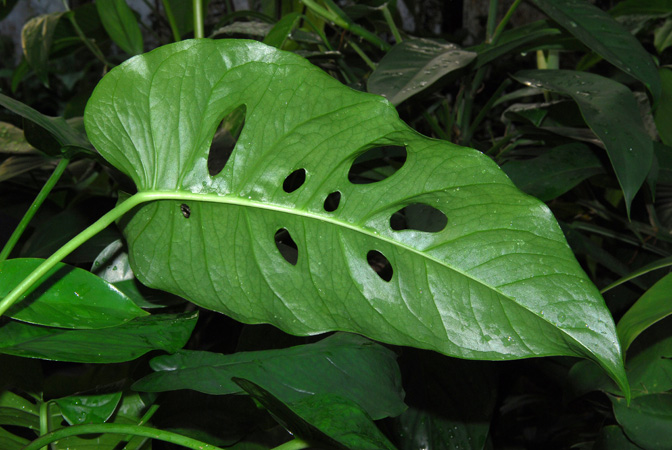 Monstera siltepecana
