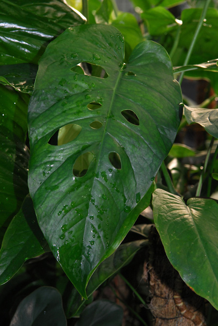 Monstera siltepecana