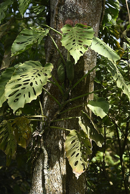 Monstera siltepecana
