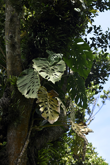 Monstera siltepecana