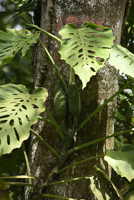 Monstera siltepecana