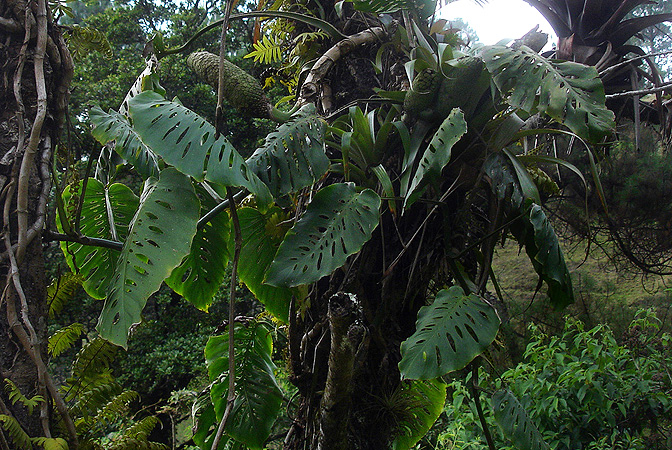 Monstera siltepecana