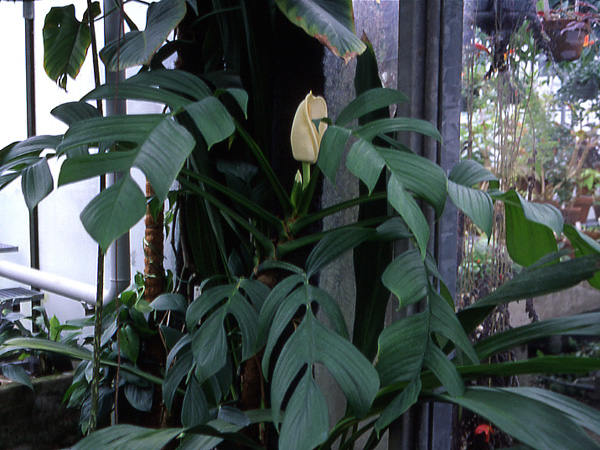 Monstera spruceana