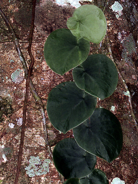 Monstera spruceana