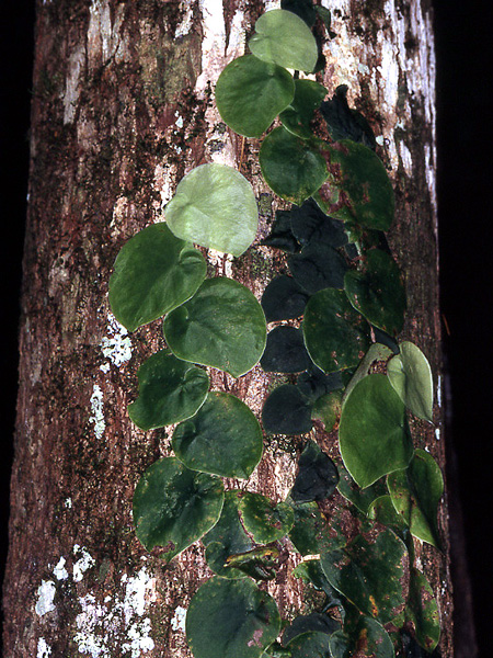 Monstera spruceana