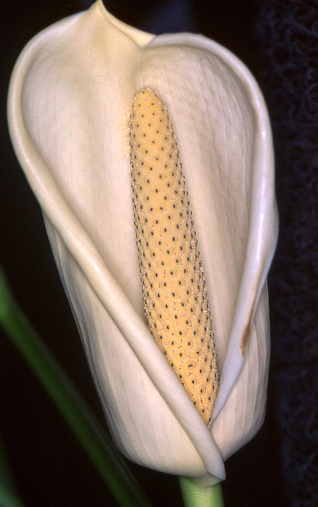 Monstera spruceana