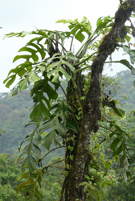 Monstera spruceana