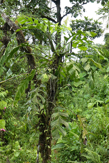 Monstera spruceana