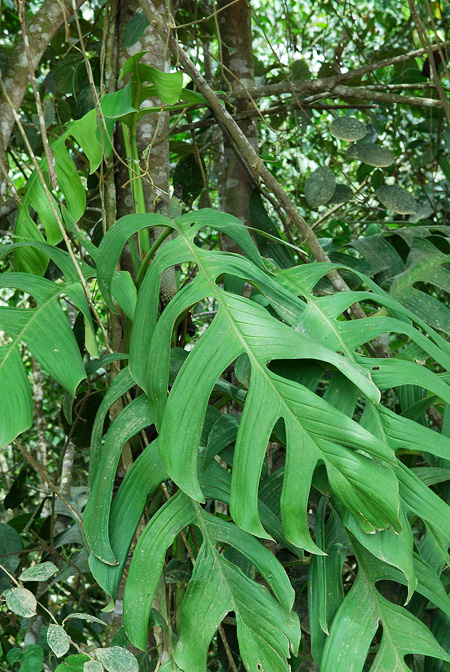 Monstera spruceana