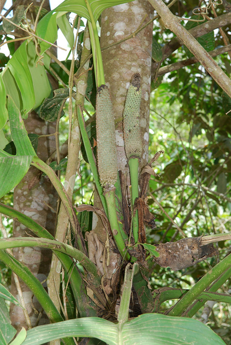 Monstera spruceana