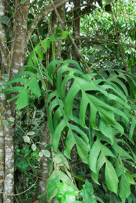 Monstera spruceana